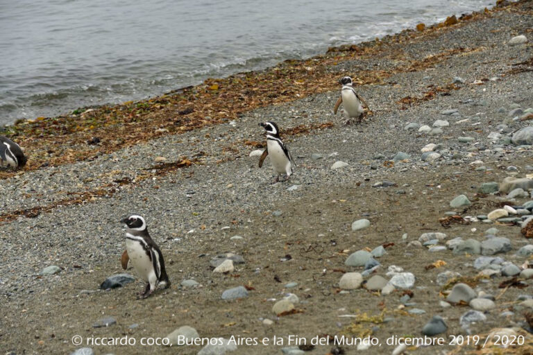 I pinguini dell’isola Magdalena